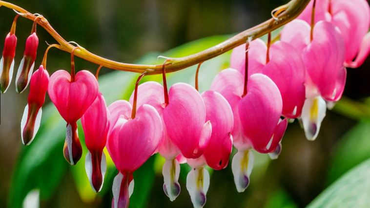 8 Bunga Paling Indah Di Dunia Kamila Aryani
